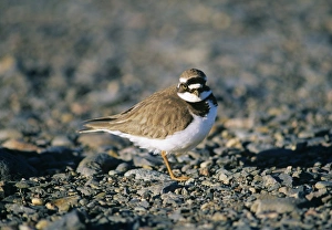 Little-ringed Plover Kent spring UK