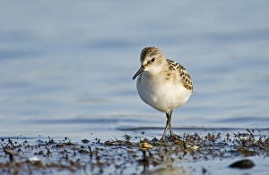 Little Stint Calidris minuta juvenile Norfolk September