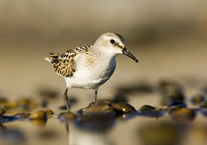 Little Stint Calidris minuta juvenile Norfolk September