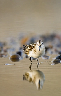 Little Stint Calidris minuta juvenile Norfolk September