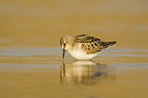Little Stint Calidris minuta juvenile Norfolk September