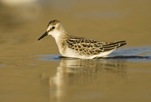 Little Stint Calidris minuta juvenile Norfolk September