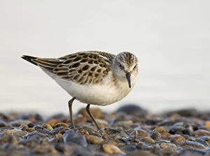 Little Stint Calidris minuta juvenile Norfolk September