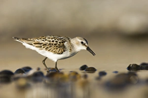 Little Stint Calidris minuta juvenile Salthouse North Norfolk September