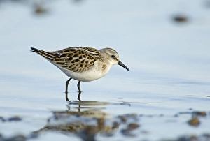 Little Stint Calidris minuta juvenile Norfolk September