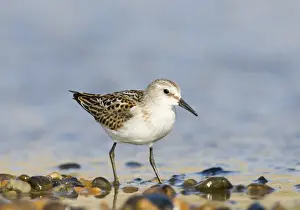 Little Stint Prints: Little Stint Calidris minuta juvenile Salthouse North Norfolk September