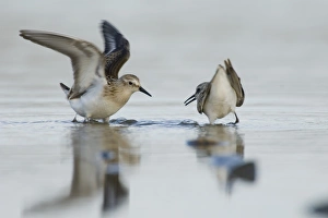 Little Stints Calidris minuta juveniles squabbling Salthouse North Norfolk September Little Stints Calidris minuta juveniles squabbling Salthouse North Norfolk September