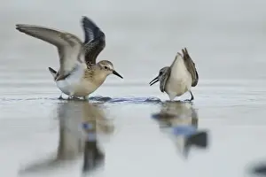 Little Stints Calidris minuta juveniles squabbling Salthouse North Norfolk September