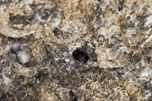 Little Swift Apus affinis nests under building arch Masai Mara Kenya Little Swift Apus affinis nests under building arch Masai Mara Kenya