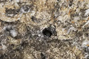 Wildlife Prints: Little Swift Apus affinis nests under building arch Masai Mara Kenya