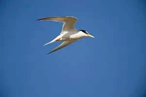 Minsmere Prints: Little Tern Sterna albifrons Minsmere RSPB Reserve Suffolk