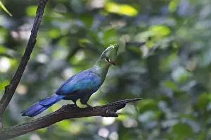 Livingstones Turaco (Tauraco livingstonii) found from East down to South Africa