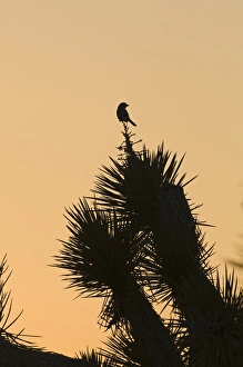 Loggerhead Shrike Lanius ludovicianus Joshua Tree California April Loggerhead Shrike Lanius ludovicianus Joshua Tree California April