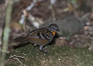Logrunner Orthonyx temmincki female Lamington NP Queensland Australia