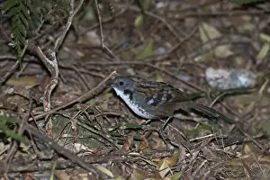 Queensland Prints: Logrunner Orthonyx temmincki male Lamington NP Queensland Australia