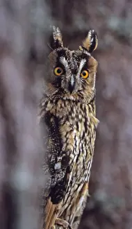Long-eared Owl Asio otus peering from round tree Scotland spring