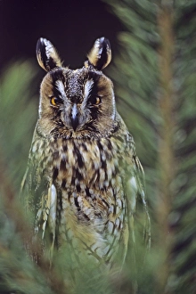 Long-eared Owl Asio otus Scotland spring