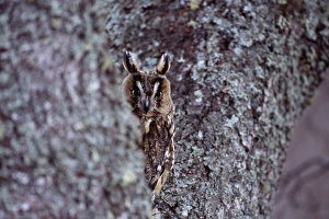 Prints of Long-eared Owl, Asio otus, Scotland, winter Images Dated 2009 October: Long-eared Owl, Asio otus, Scotland, winter