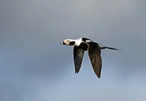 Long-tailed Duck Clangula hyemalis male in April Shetland