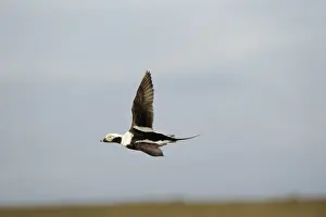 Long-tailed Duck Clangula hyemalis male Shetland March