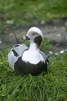 Clangula Hyemalis Prints: Long-tailed Duck Clangula hyemalis male winter Norway