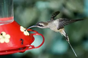 Hummingbird Prints: Long-tailed Hermit (Phaethornis superciliosus cephalus) ay hummer feeder Canopy Tower