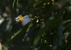 Long-tailed Silky Flycatcher Ptilogonys caudatus Savegre Costa Rica