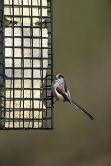 Long-tailed Tit Aegithalos caudatus on fat feeder in garden Norfolk winter Long-tailed Tit Aegithalos caudatus on fat feeder in garden Norfolk winter