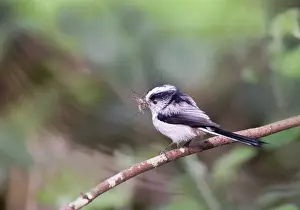 Long-tailed Tit Aegithalos caudatus with food for nest Norfolk April