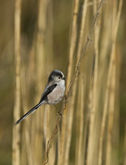 Long-tailed Tit Aegithalos caudatus Norfolk spring