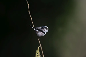 Long-tailed Tit Aegithalos caudatus Norfolk spring