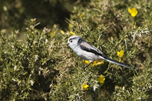 Long-tailed Tit Aegithalos caudatus Norfolk April