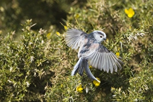 Long Tailed Tit Prints: Long-tailed Tit Aegithalos caudatus Norfolk April