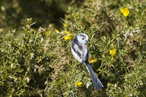 Long-tailed Tit Aegithalos caudatus Norfolk April