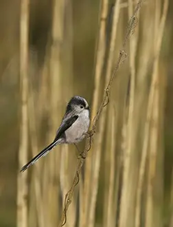 Long-tailed Tit Aegithalos caudatus Norfolk spring