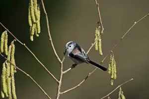 Long-tailed Tit Aegithalos caudatus Norfolk spring