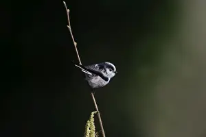: Long-tailed Tit Aegithalos caudatus Norfolk spring