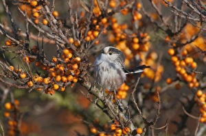 Long-tailed Tit Aegithelios caudatus in sea buckthorn Norfolk autumn Long-tailed Tit Aegithelios caudatus in sea buckthorn Norfolk autumn