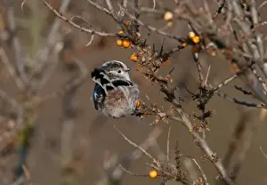 Long-tailed Tit Aegithelios caudatus in sea buckthorn Norfolk autumn