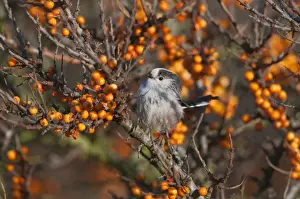 Long Tailed Tit Prints: Long-tailed Tit Aegithelios caudatus in sea buckthorn Norfolk autumn