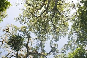 Rainforest Prints: Looking up into the rainforest canopy Tikal Guatemala