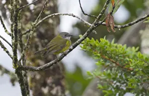 Papua New Guinea Prints: Lorents Whistler Pachycephala lorentzi Western Highlands Papua New Guinea