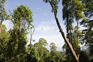 Philippines Prints: Lowland forest at Subic on Luzon Philippines