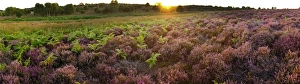 Lowland heath on Minsmere RSPB Reserve within the Suffolk Sandlings Suffolk in august Lowland heath on Minsmere RSPB Reserve within the Suffolk Sandlings Suffolk in august