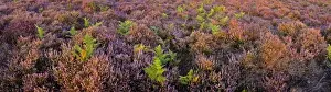 Lowland heath on Minsmere RSPB Reserve within the Suffolk Sandlings Suffolk in august