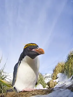 South Georgia Prints: Macaroni Penguin Eudyptes chrysolophus Cooper Bay South Georgia November