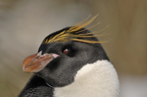 Images Dated 2006 November: Macaroni Penguin showing red iris South Georgia