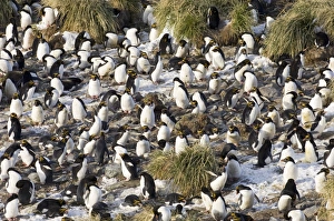 Macaroni Penguins Eudyptes chrysolophus at colony in Cooper Bay South Georgia November Macaroni Penguins Eudyptes chrysolophus at colony in Cooper Bay South Georgia November