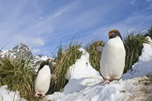 Macaroni Penguins Eudyptes chrysolophus at colony in Cooper Bay South Georgia November