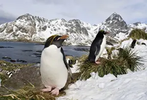Macaroni Penguins Eudyptes chrysolophus at colony in Cooper Bay South Georgia November